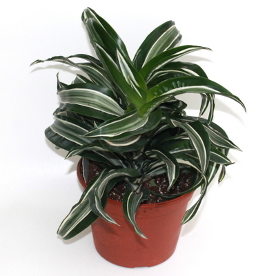 Dracaena Dragon Jade Jewel  